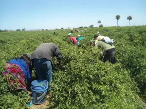 Más del 60% de los agricultores mexicanos en EE.UU. carecen de acceso a servicios de salud, a pesar de avances.