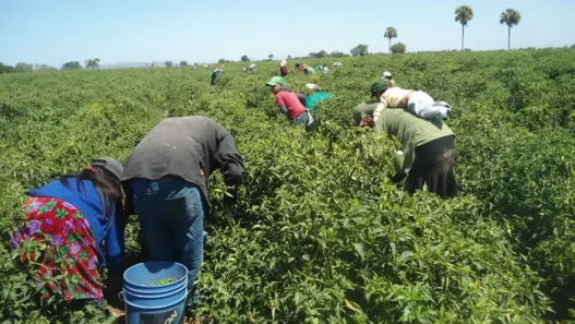 Más del 60% de los agricultores mexicanos en EE.UU. carecen de acceso a servicios de salud, a pesar de avances.